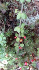 Galium hypocarpium