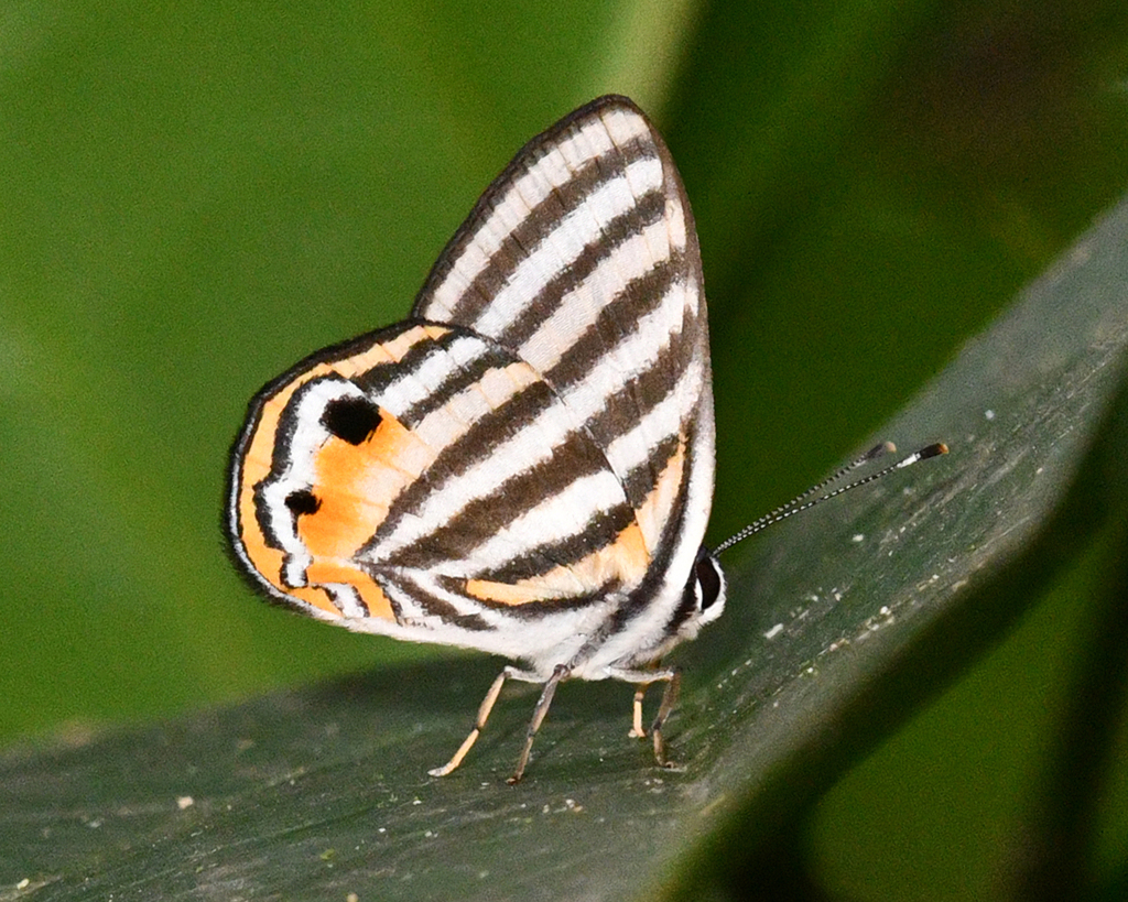 Euselasia phelina