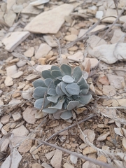 Physaria bellii