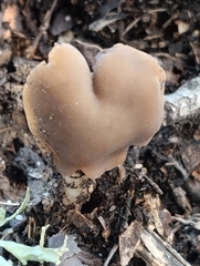 Helvella elastica