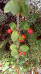 Galium hypocarpium