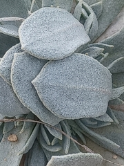 Physaria bellii