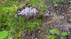 Sarcosphaera coronaria