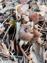 Helvella elastica