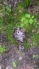 Sarcosphaera coronaria