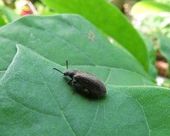 Lagria villosa