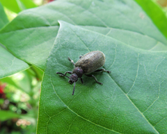 Lagria villosa