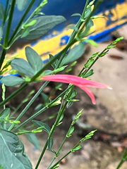 Dicliptera sexangularis