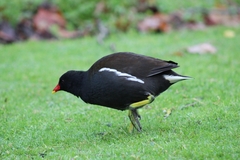 Gallinula chloropus chloropus