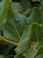 Psyllobora picta