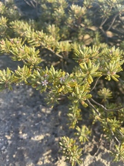 Strumpfia maritima
