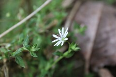 Stellaria flaccida