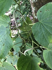 Piper auritum