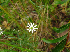 Stellaria dahurica