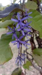 Petrea volubilis