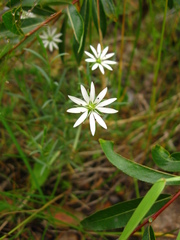 Stellaria dahurica