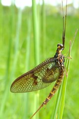 Ephemera vulgata