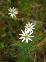 Stellaria dahurica