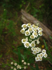 Achillea alpina