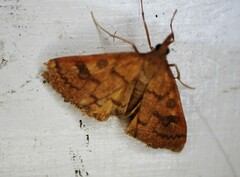 Mnesictena flavidalis
