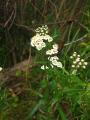 Achillea alpina