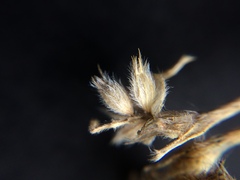 Trifolium striatum