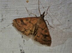 Mnesictena flavidalis