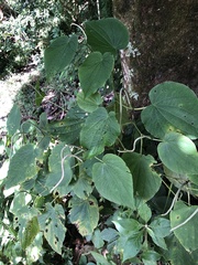 Piper auritum