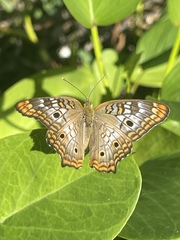 Anartia jatrophae semifusca