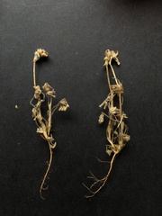 Trifolium striatum