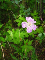 Geranium wlassovianum
