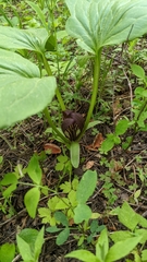 Trillium petiolatum