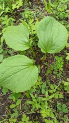Trillium petiolatum