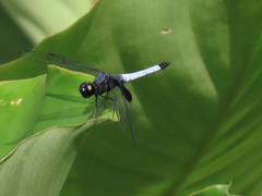 Erythrodiplax unimaculata
