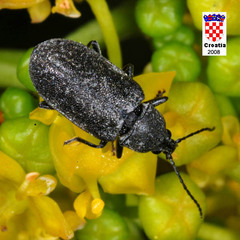 Mycterus curculioides