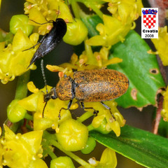 Mycterus curculioides