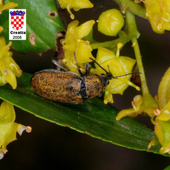 Mycterus curculioides