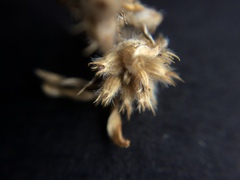 Trifolium striatum