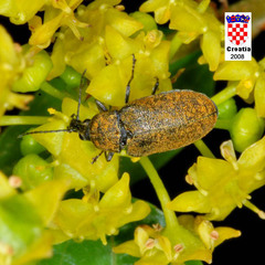 Mycterus curculioides