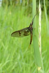 Ephemera vulgata