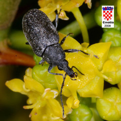 Mycterus curculioides