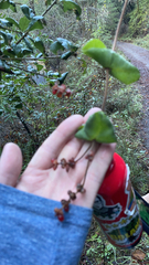 Lonicera hispidula