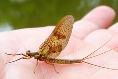 Ephemera vulgata