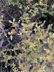 Leptecophylla juniperina