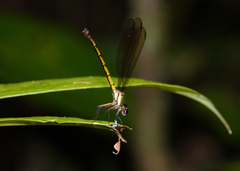 Diphlebia euphoeoides