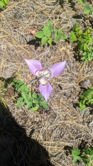 Calochortus macrocarpus