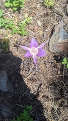 Calochortus macrocarpus