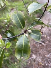 Pittosporum colensoi