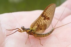 Ephemera vulgata