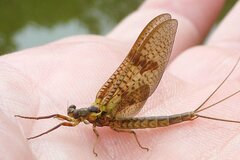 Ephemera vulgata